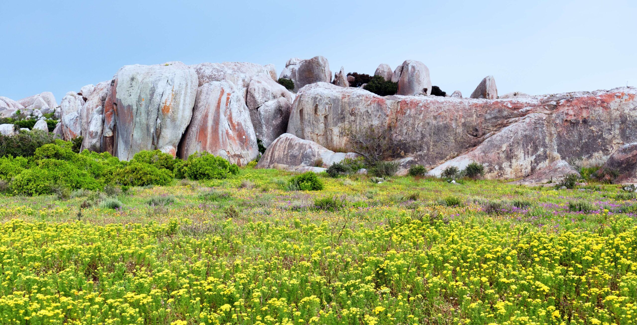 Felsformationen vor bunter Blumenwiese im West Coast Nationalpark