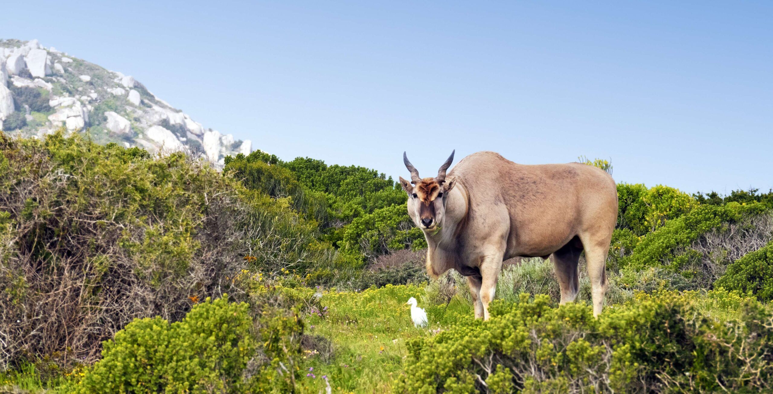Männliche Elenantilope steht im grünen Gras, umgeben von grünen Büschen