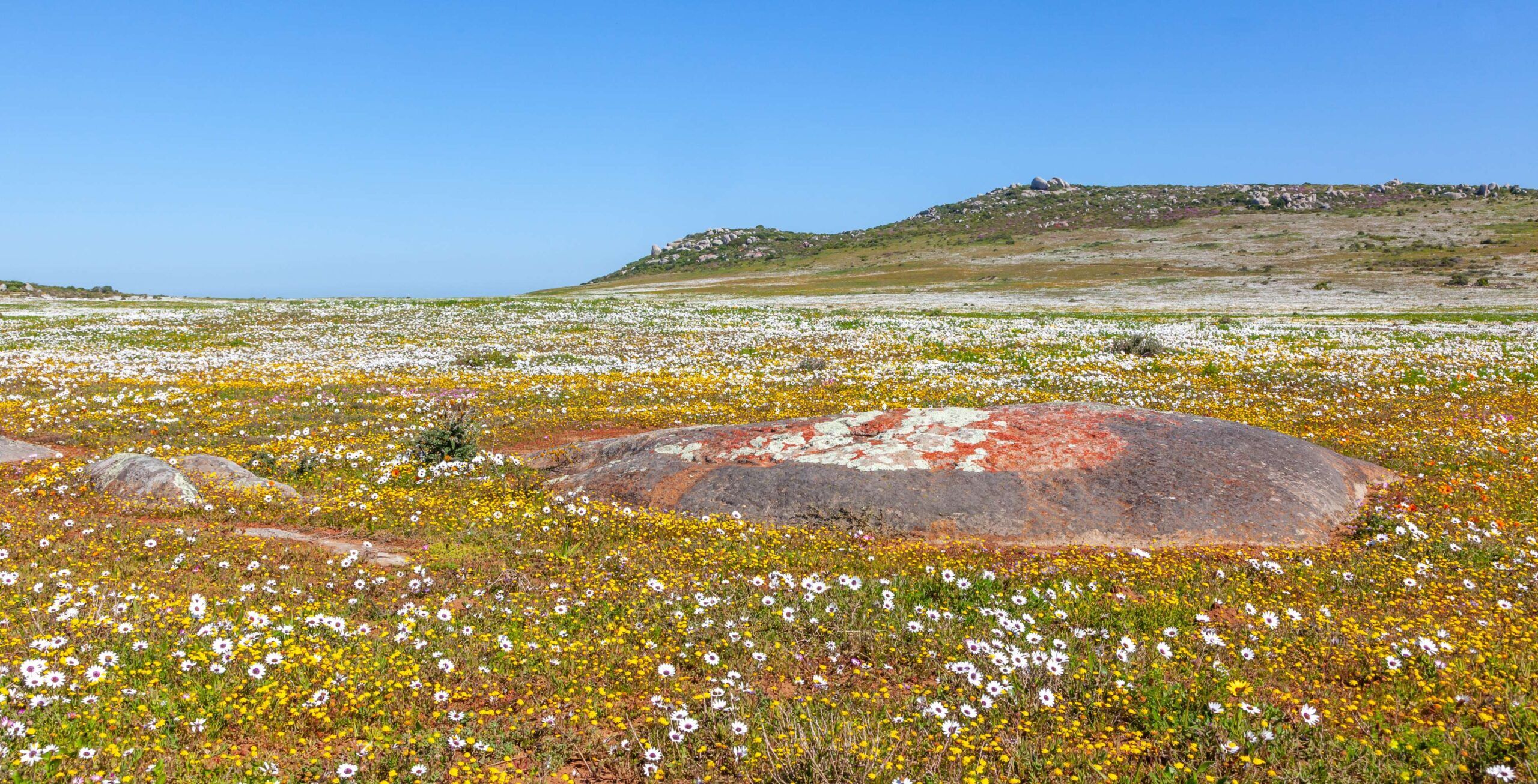 Wildblumen und Flechte m West Coast Nationalpark