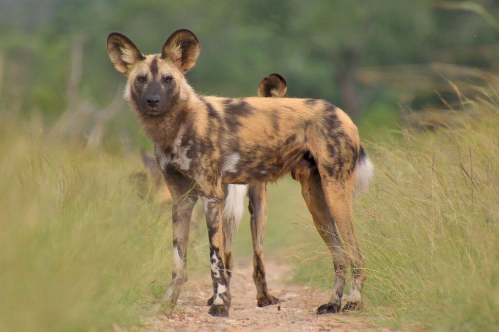 African wild dog standing on a small way in between high green grass