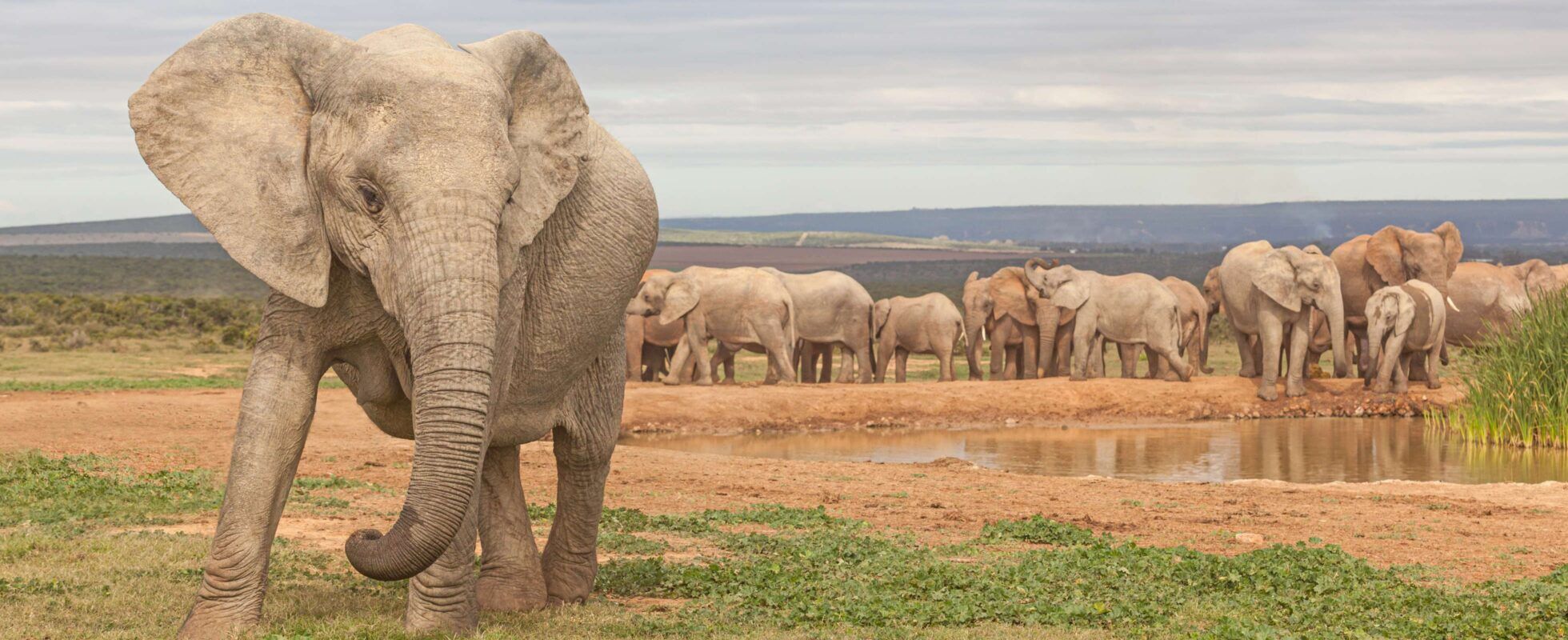 Elefantenherde in grün-gelber Steppe in Südafrika
