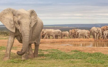 Elefantenherde in grün-gelber Steppe in Südafrika