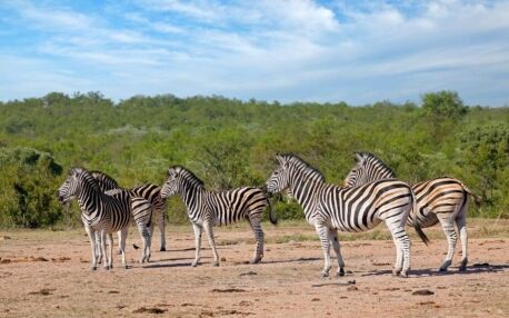 Mehrere Zebras steht auf sandigem Boden grünen Büschen im Kruger Nationalpark