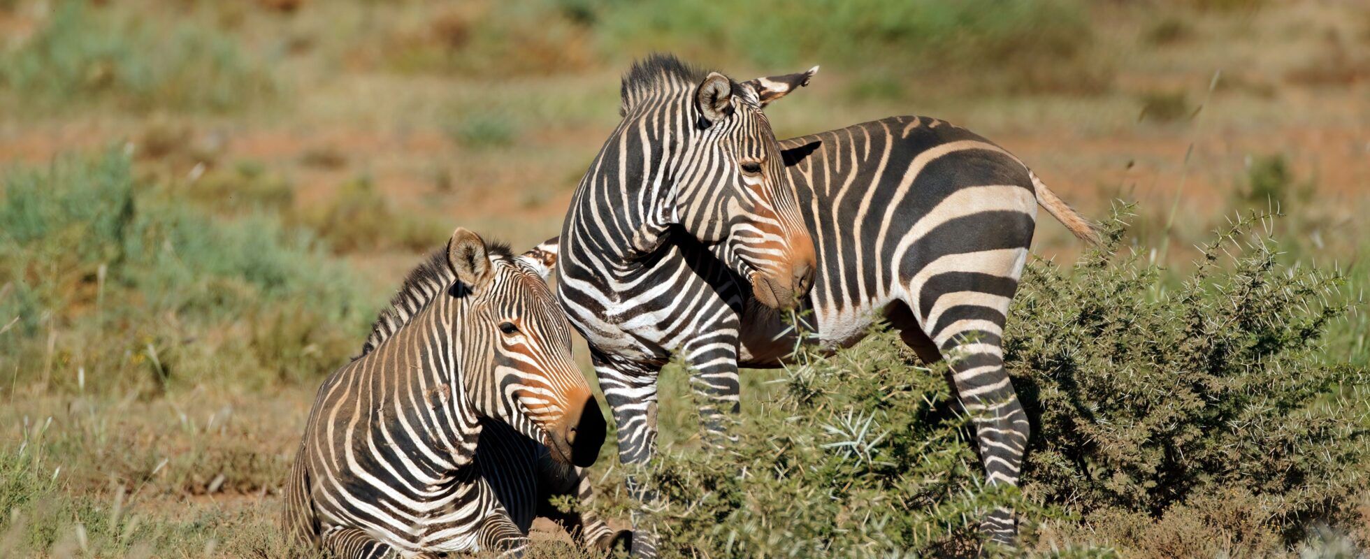Zwei Kap-Bergzebras, eines davon liegt im grünen Gras, das andere steht