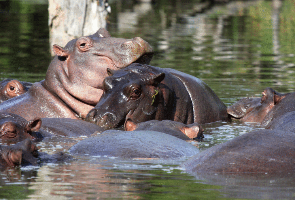 Hippos in the water