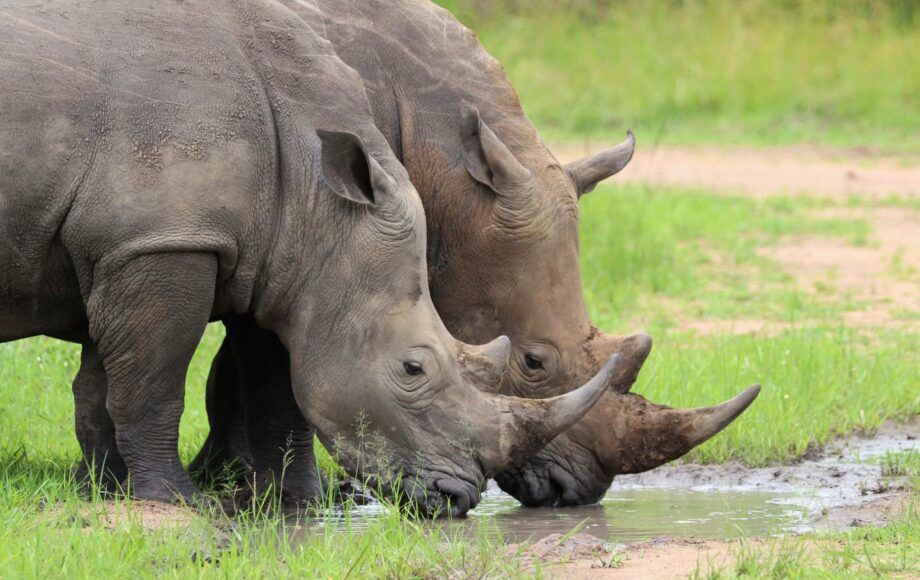 Nashörner, die an Wasserquelle trinken, Ziwa Rhino Sanctuary