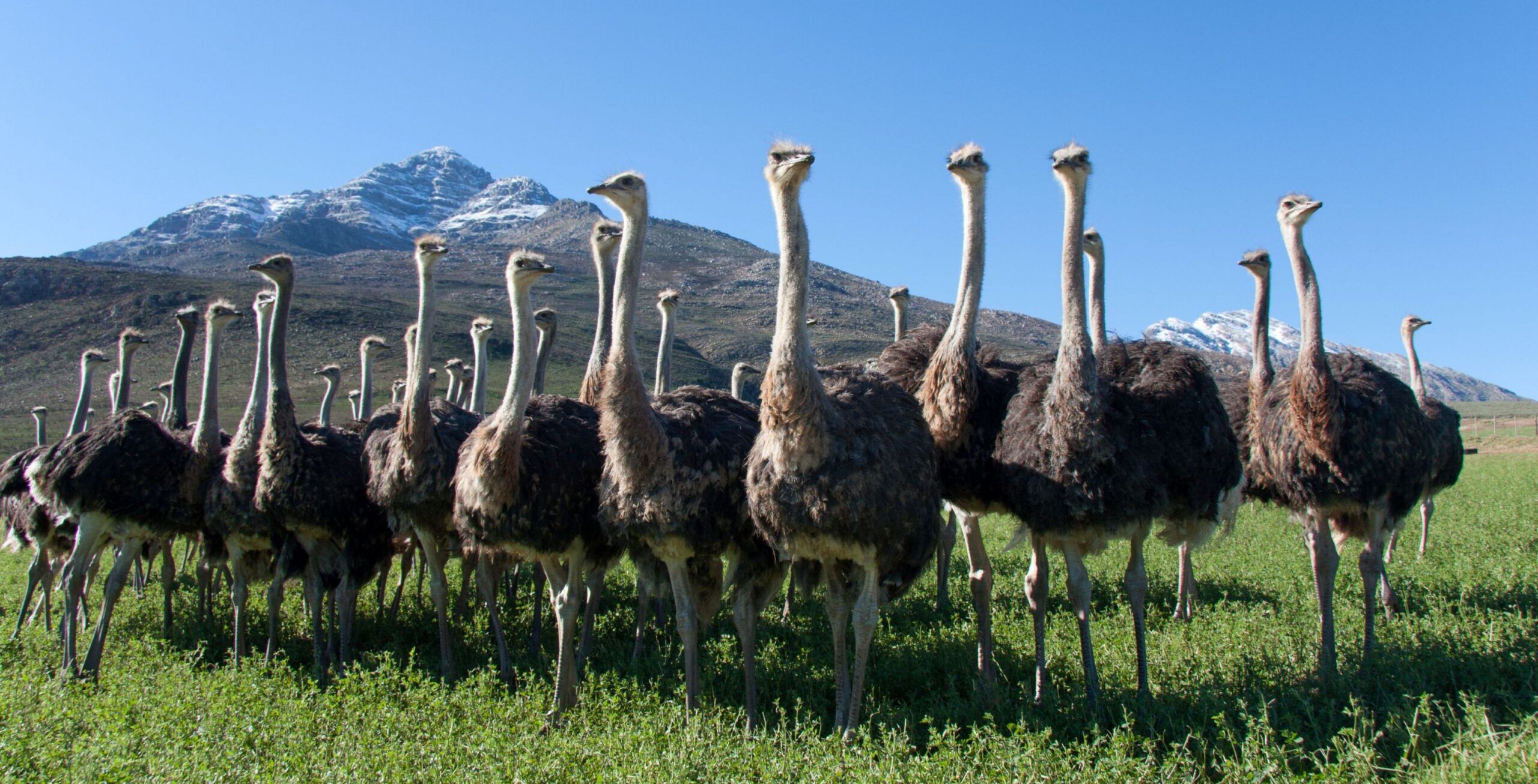 Oudtshoorn
