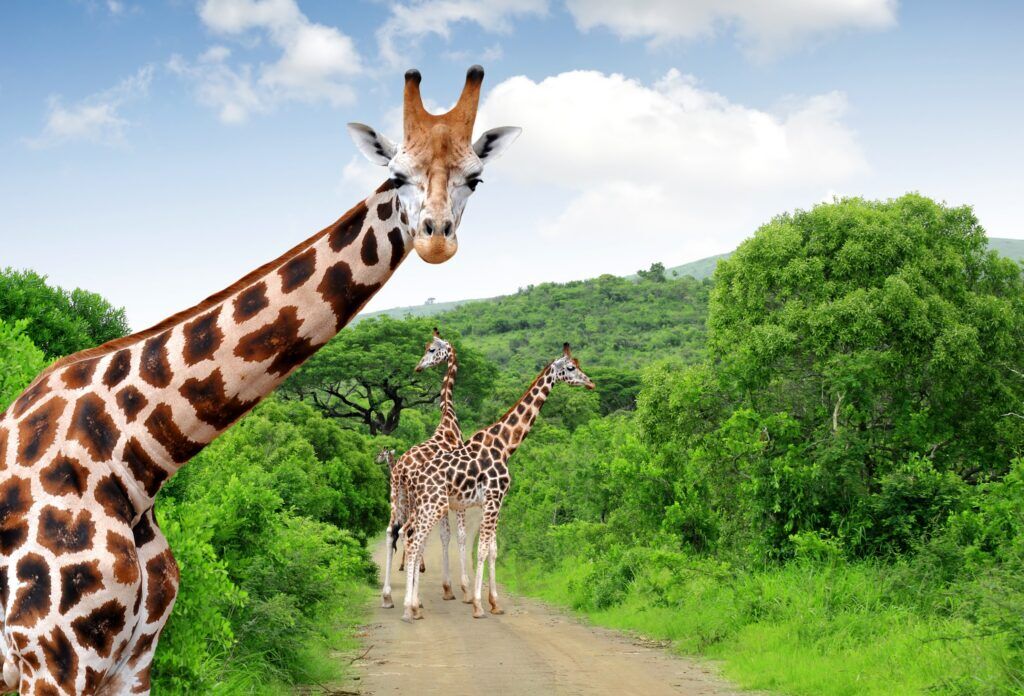 Drei Giraffen auf einer Straße im Grünen 