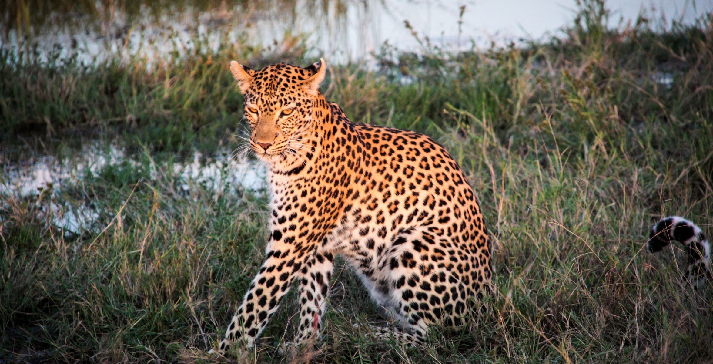 Savuti (Chobe Nationalpark)