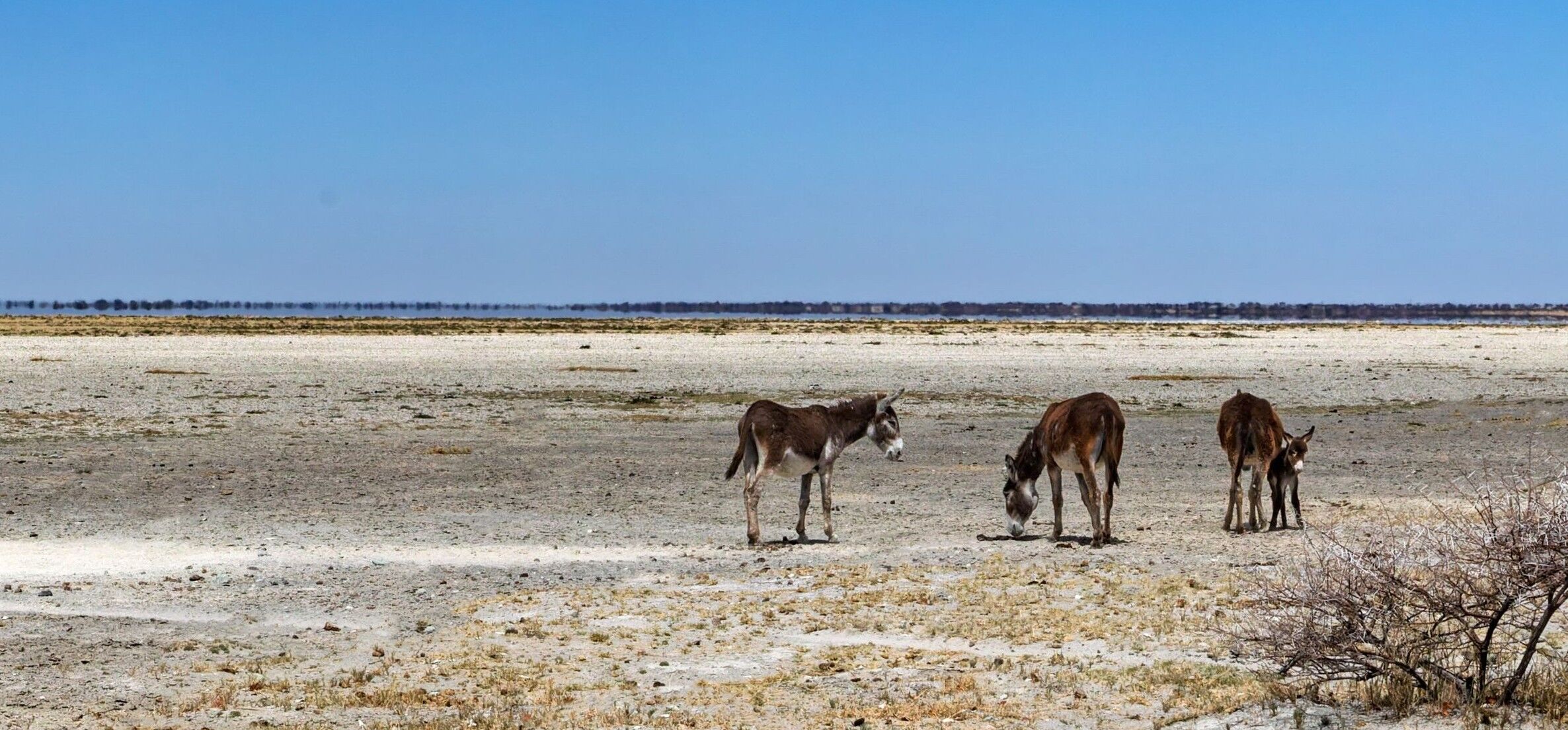 Makgadikgadi Pans Nationalpark