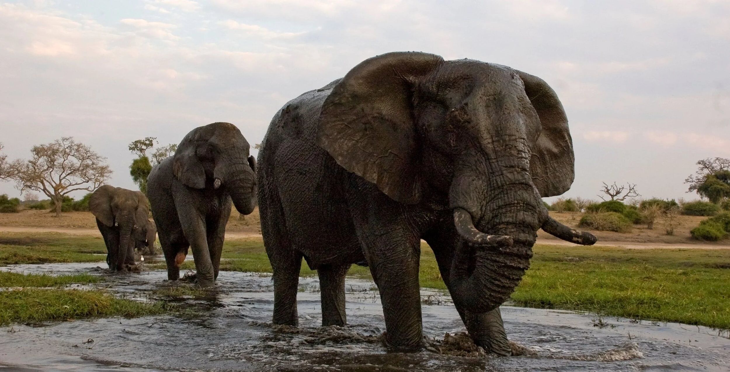 Chobe Riverfront (Chobe Nationalpark)