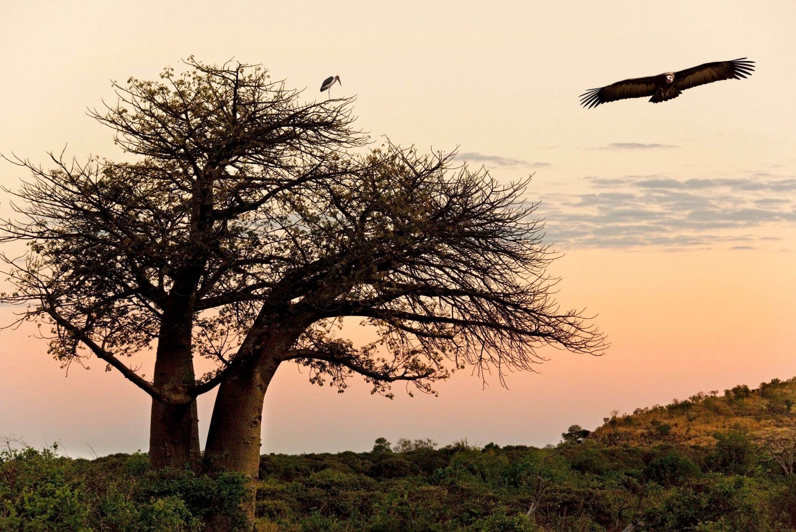 Flug von Kasane nach Savuti