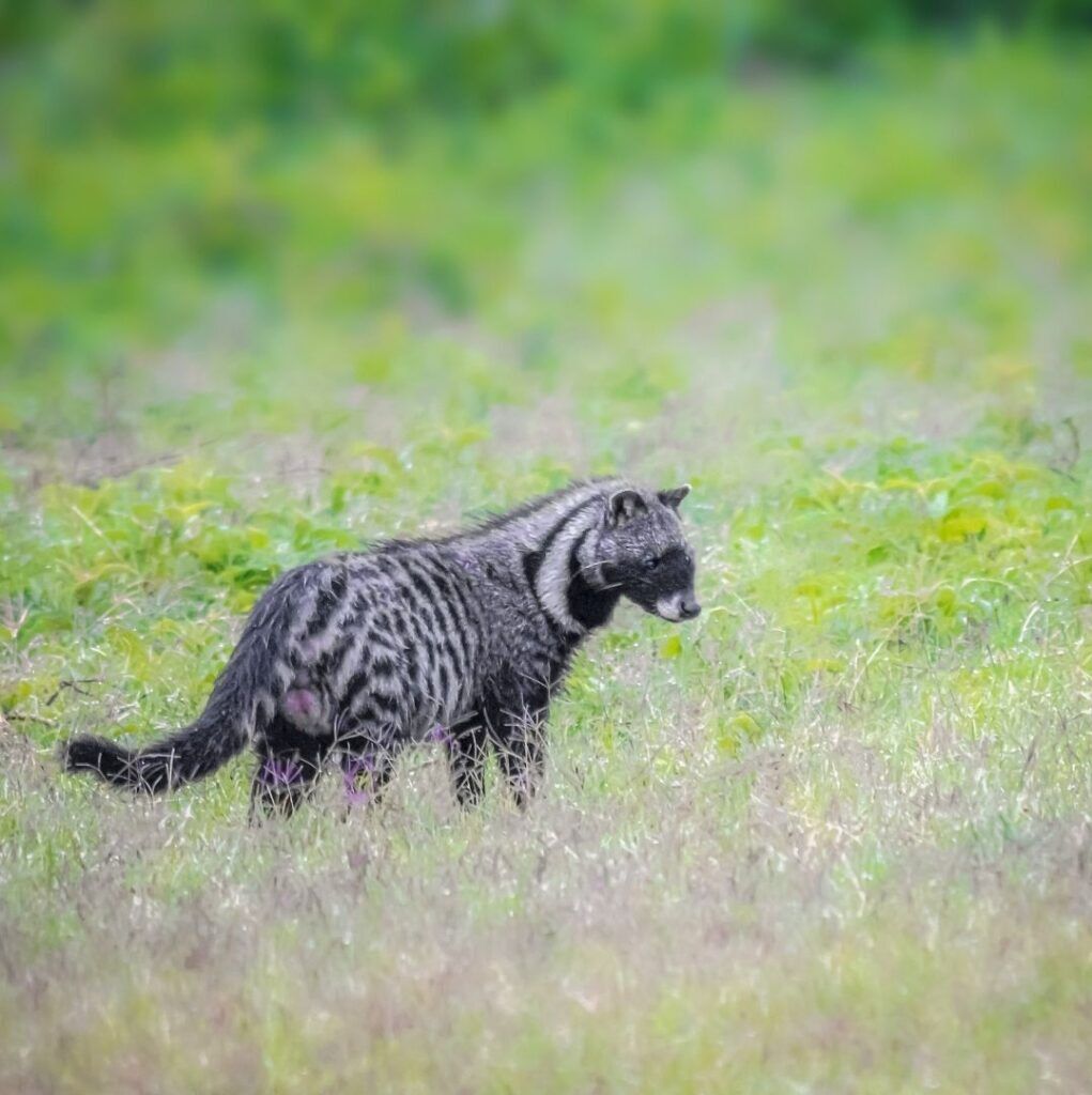 Civet standing in a field with green grass in Africa