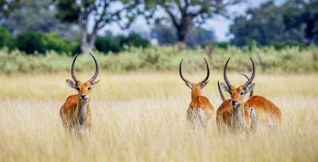 Four Red Lechwe standing in high grass in Khwai Botswana
