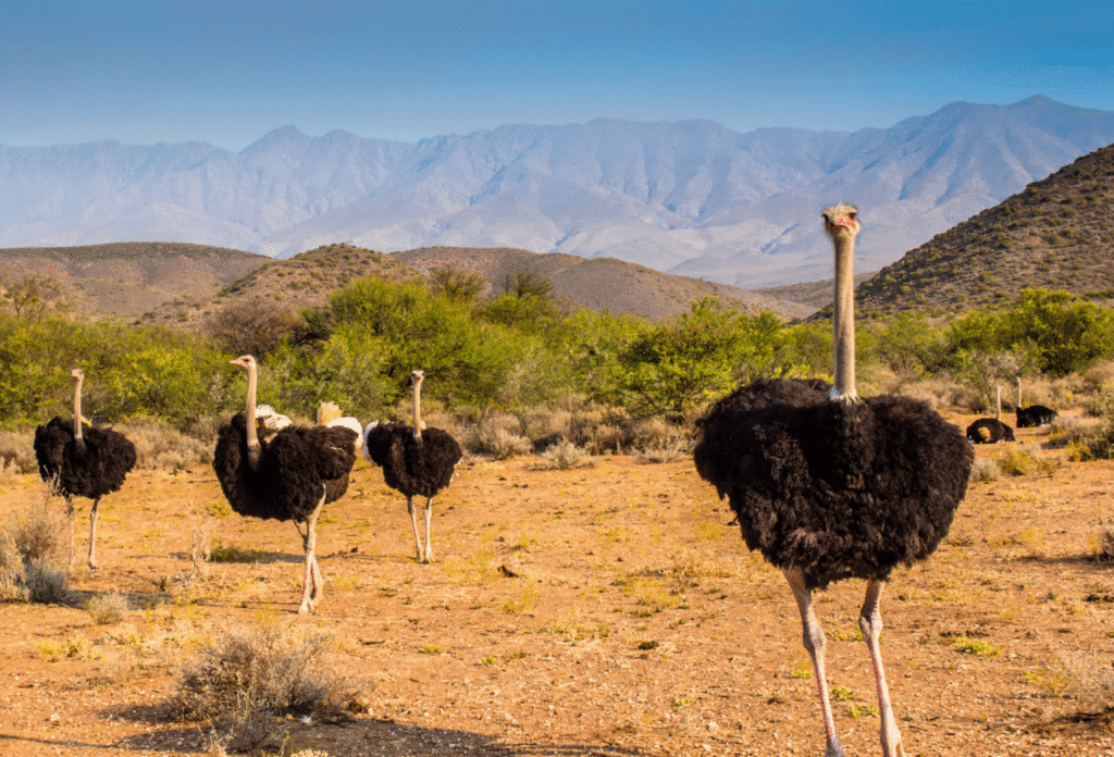 Ostriches in the African savannah