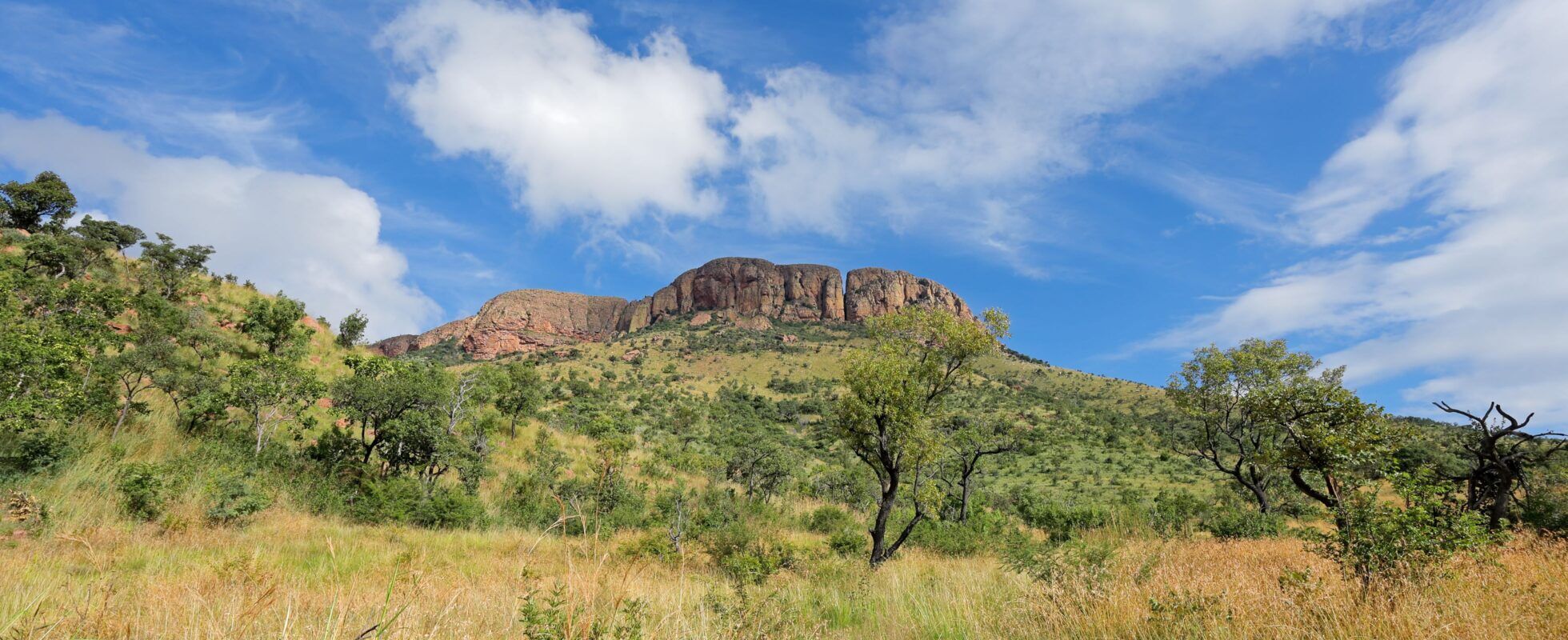 Helle und grüne Büsche und Bäume vor einem großen Berg