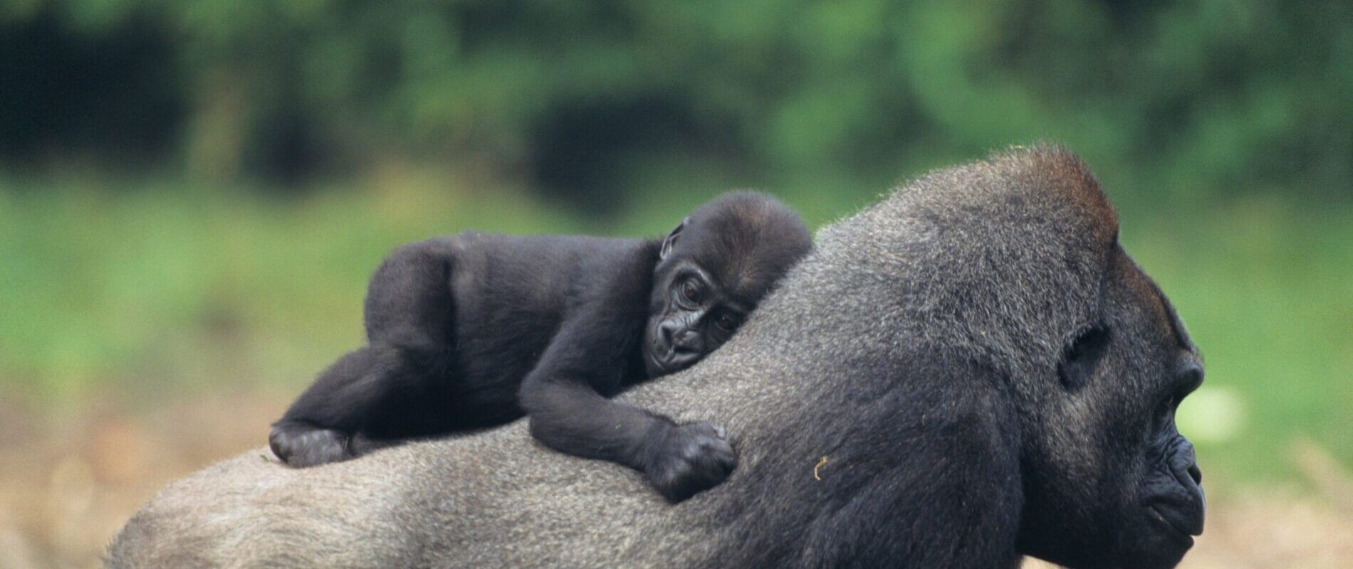 Gorillababy liegt auf dem Rücken der Mutter