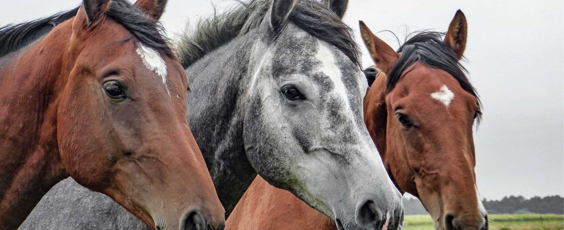 Ein graues Pferd steht zwischen zwei braunen Pferden