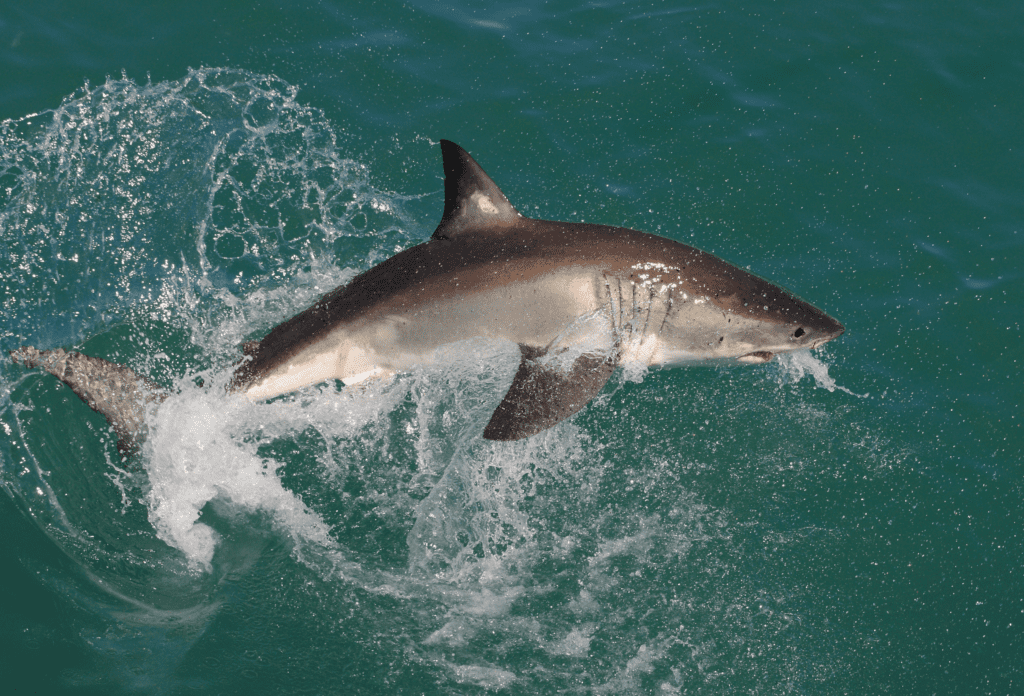 Outdoor-Aktivitäten in Hermanus Südafrika