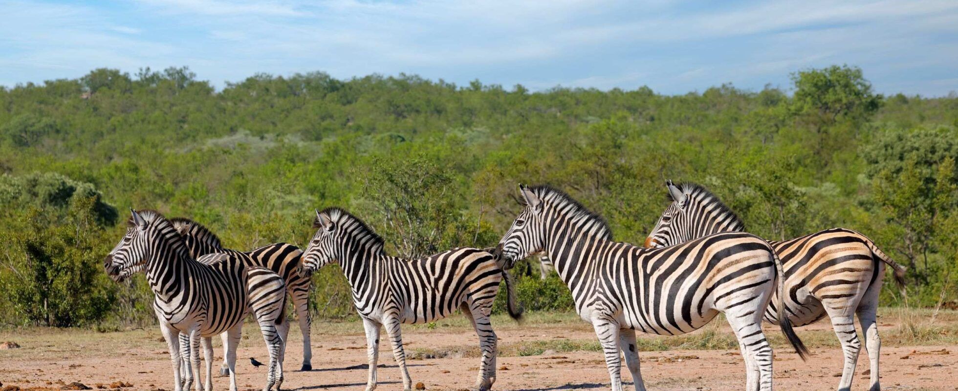 Mehrere Zebras steht auf sandigem Boden grünen Büschen im Kruger Nationalpark