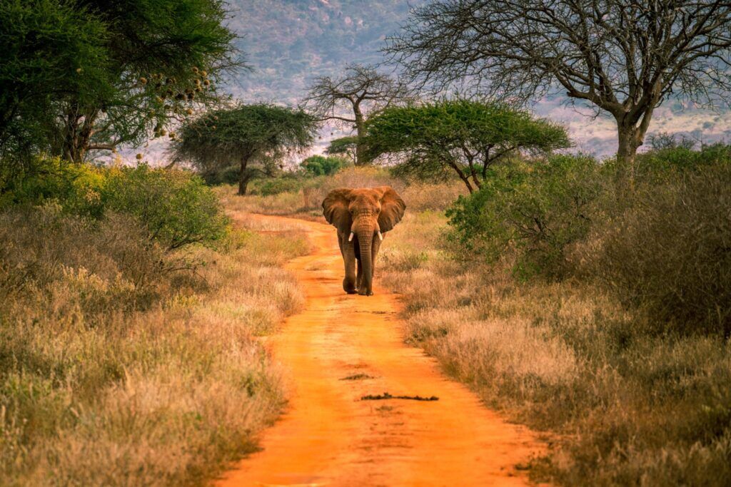 Tsavo_west-National_Park