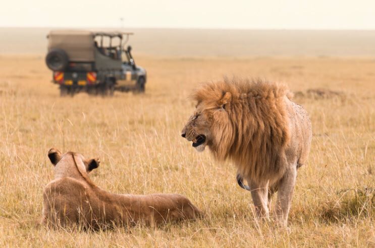 Löwe weiblich und männlich vor Safari Jeep in Afrika Savanne 