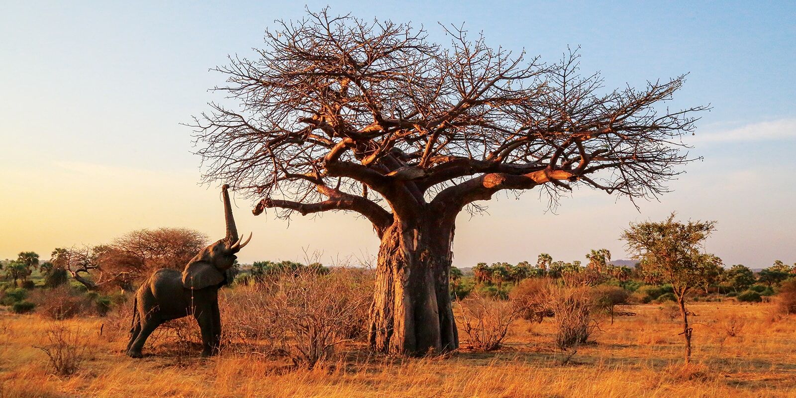 Ruaha national park elephant