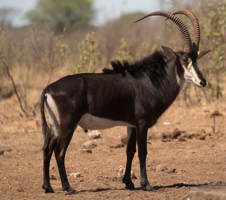 Rappenantilope Sable Antilope