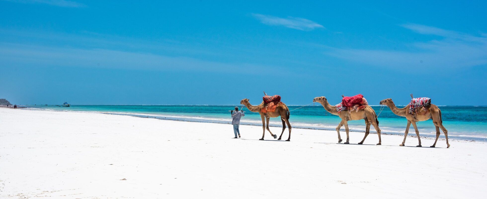 Kamele am Strand von Mombasa