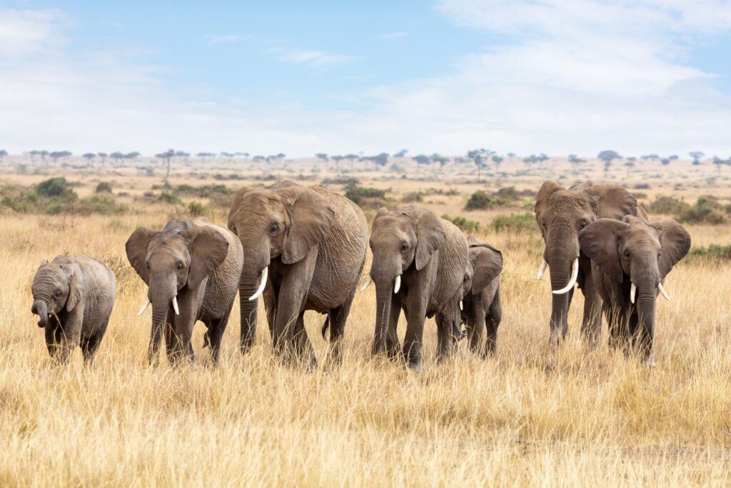 Elefantenherde streift in der Masai Mara durch das hohe Gras