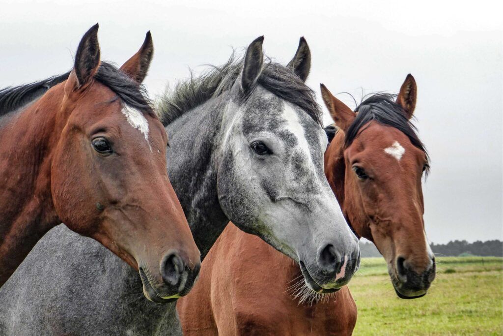 Ein graues Pferd steht zwischen zwei braunen Pferden