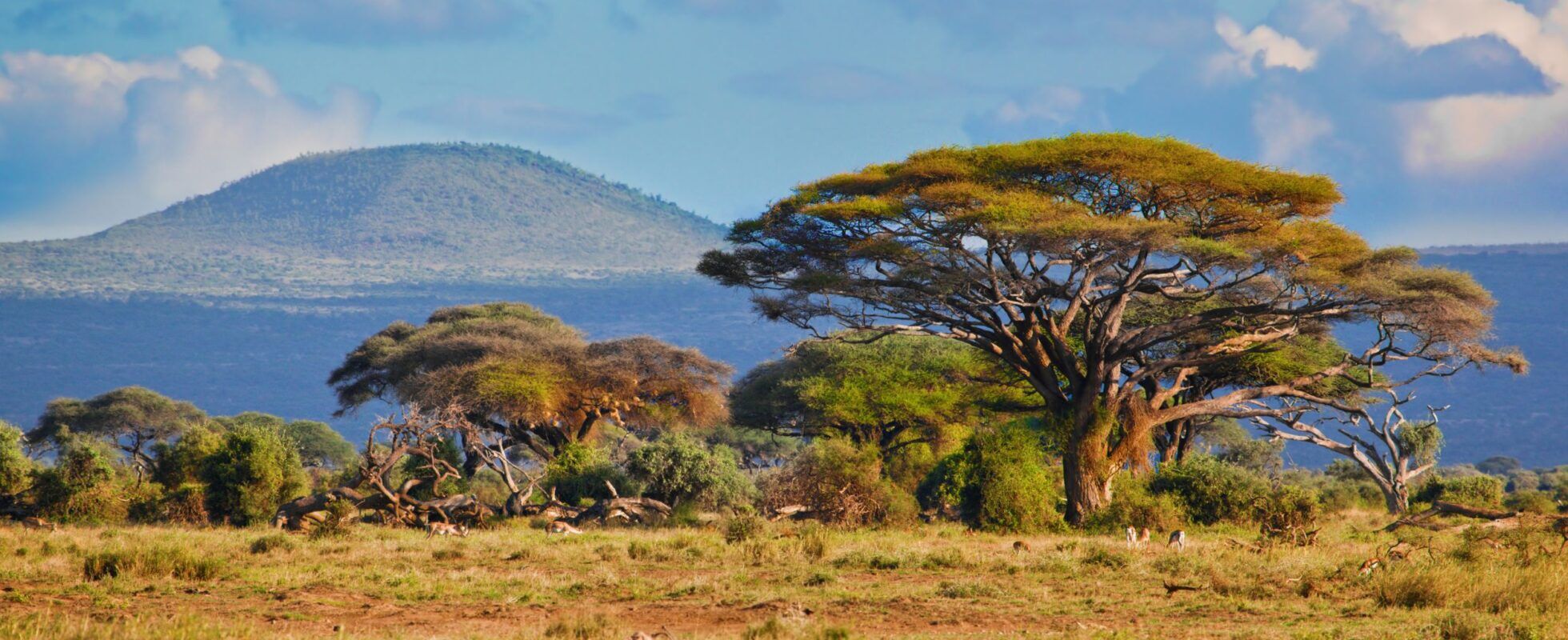 Akazienbäume in der Savanne des Amboseli Nationalparks