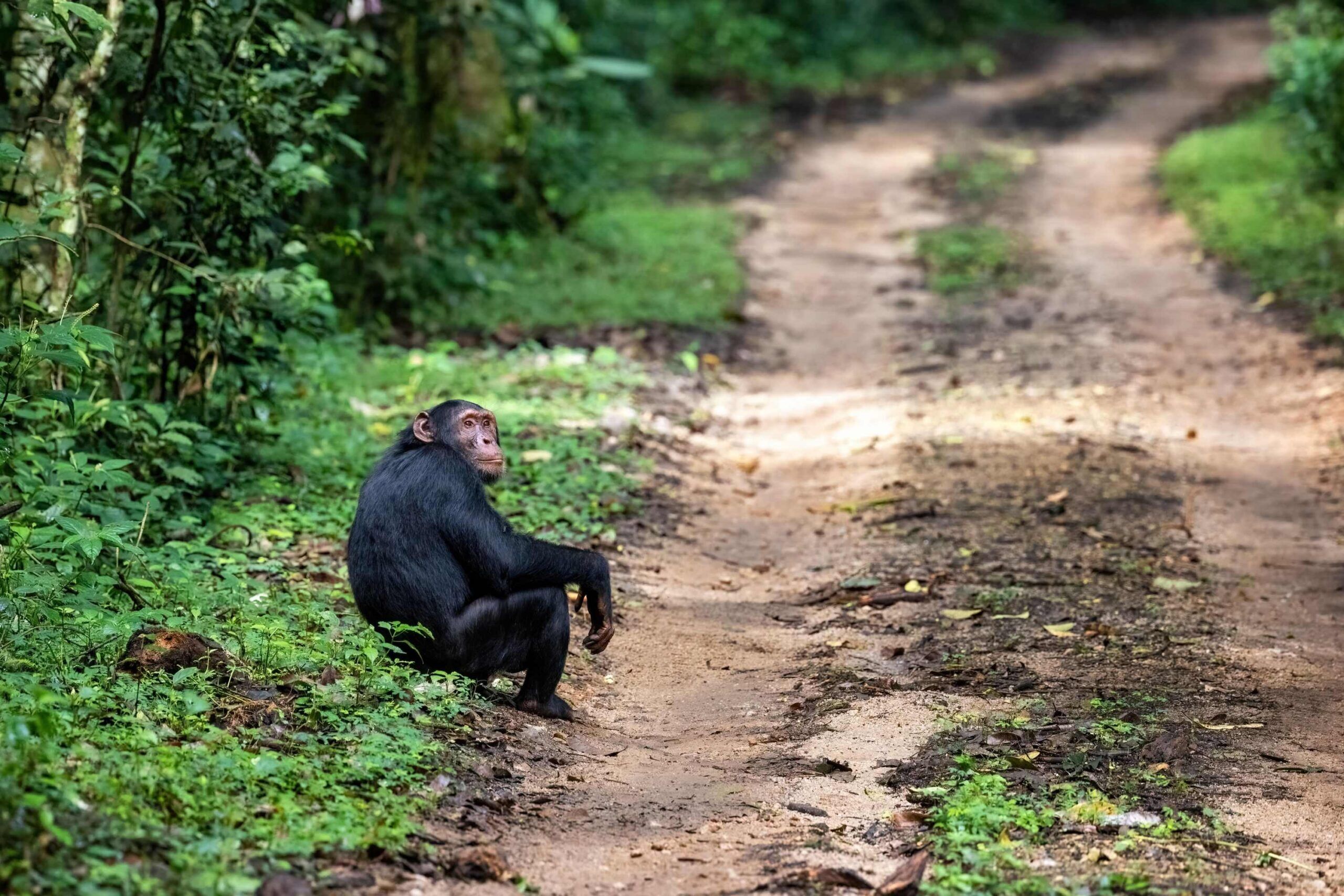 Fahrt von Entebbe / Kampala zum Kibale Nationalpark