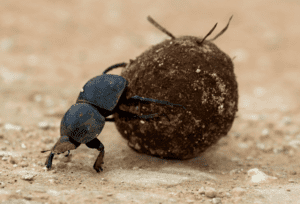 Elefant im Addo Elephant Nationalpark
