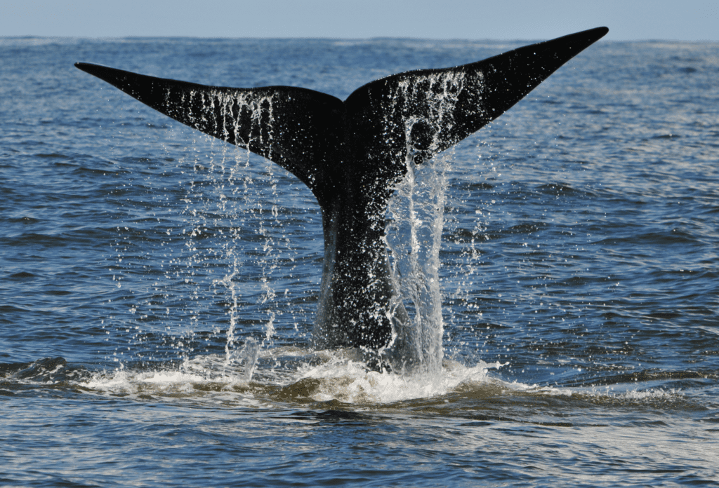 Walbeobachtung in Hermanus Südafrika
