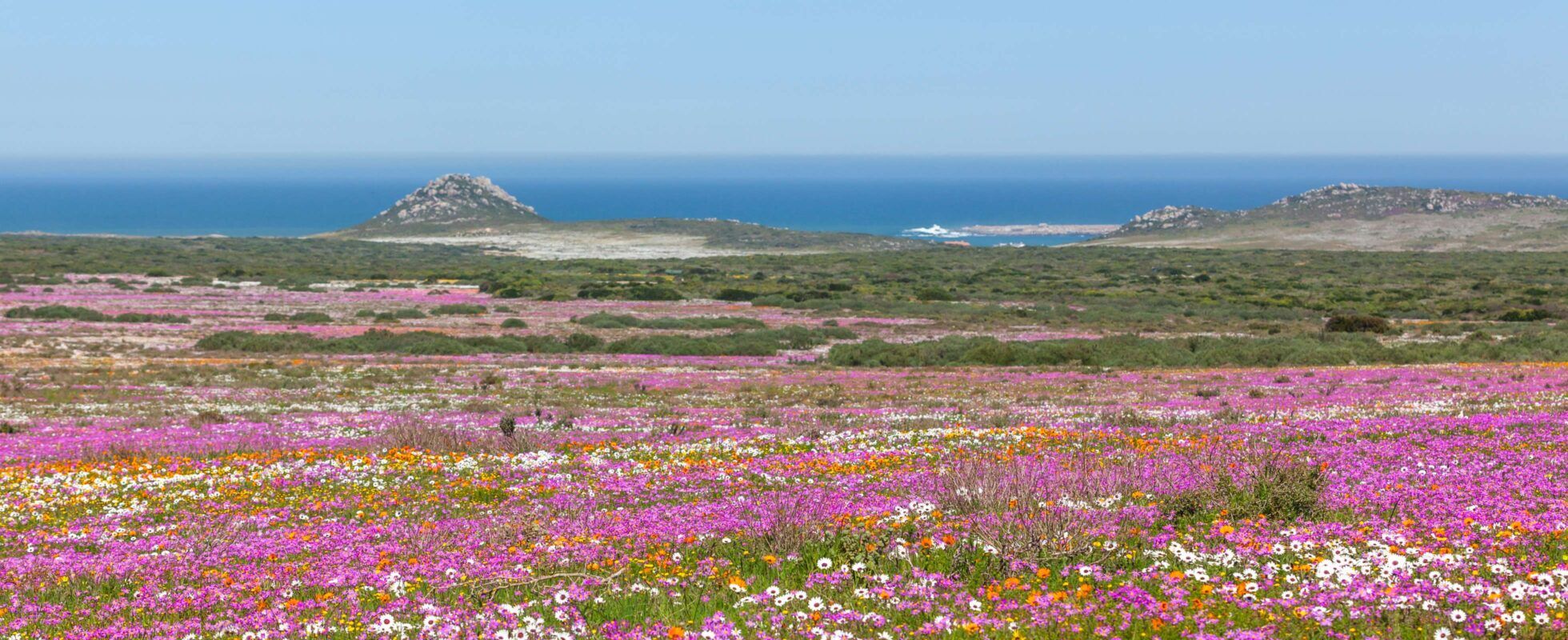 Rosafarbenes Blumenmeer im West Coast Nationalpark mit dem Ozean im Hintergrund
