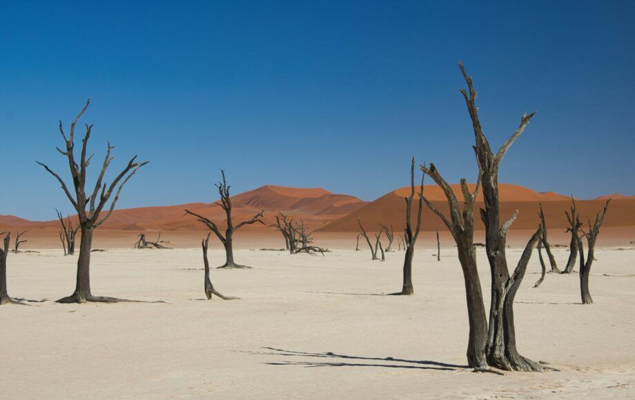 Tote Bäume auf weißem Sandboden in Sossusvlei, Namibia