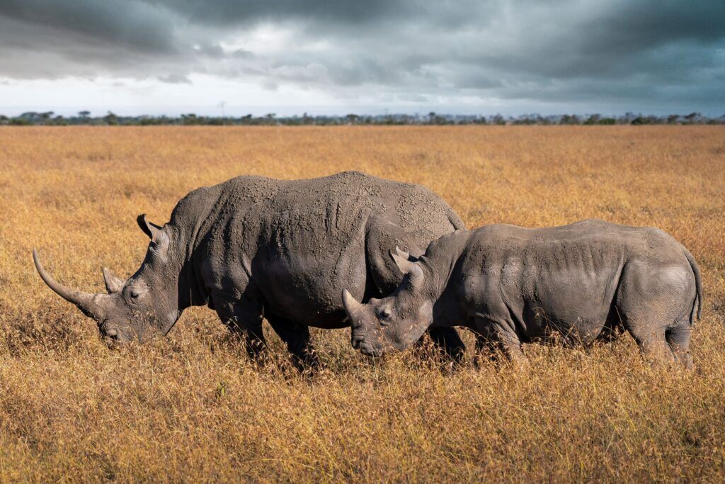 Zwei Spitzmaulnashörner im hellen Gras des Ol Pejeta Conservancy
