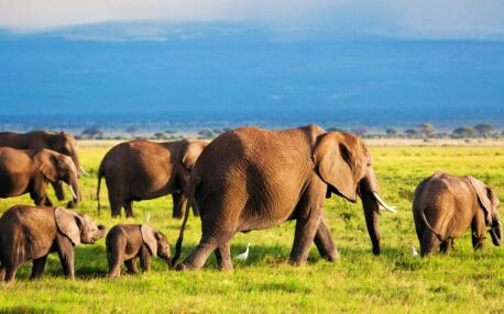 Elefantenherde mit Elefantenbaby streift durch das Gras mit Berg im Hintergrund, Amboseli Nationalpark