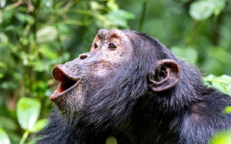 Schimpansen im Kibale Nationalpark in Uganda