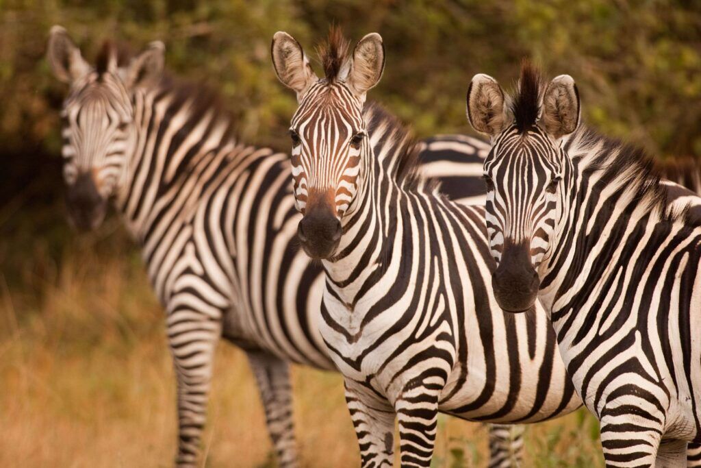 Zebras im Kidepo Valley Nationalpark in Uganda