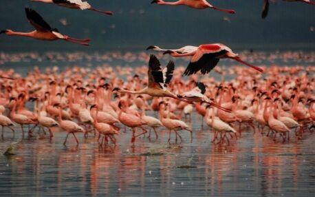 Flamingos im Lake Nakuro Nationalpark in Kenia