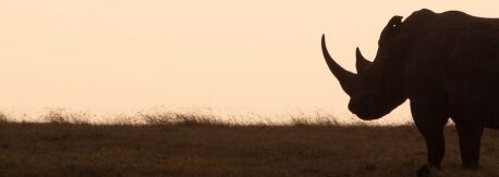 Nashorn im Ol‘ Pejeta Schutzgebiet