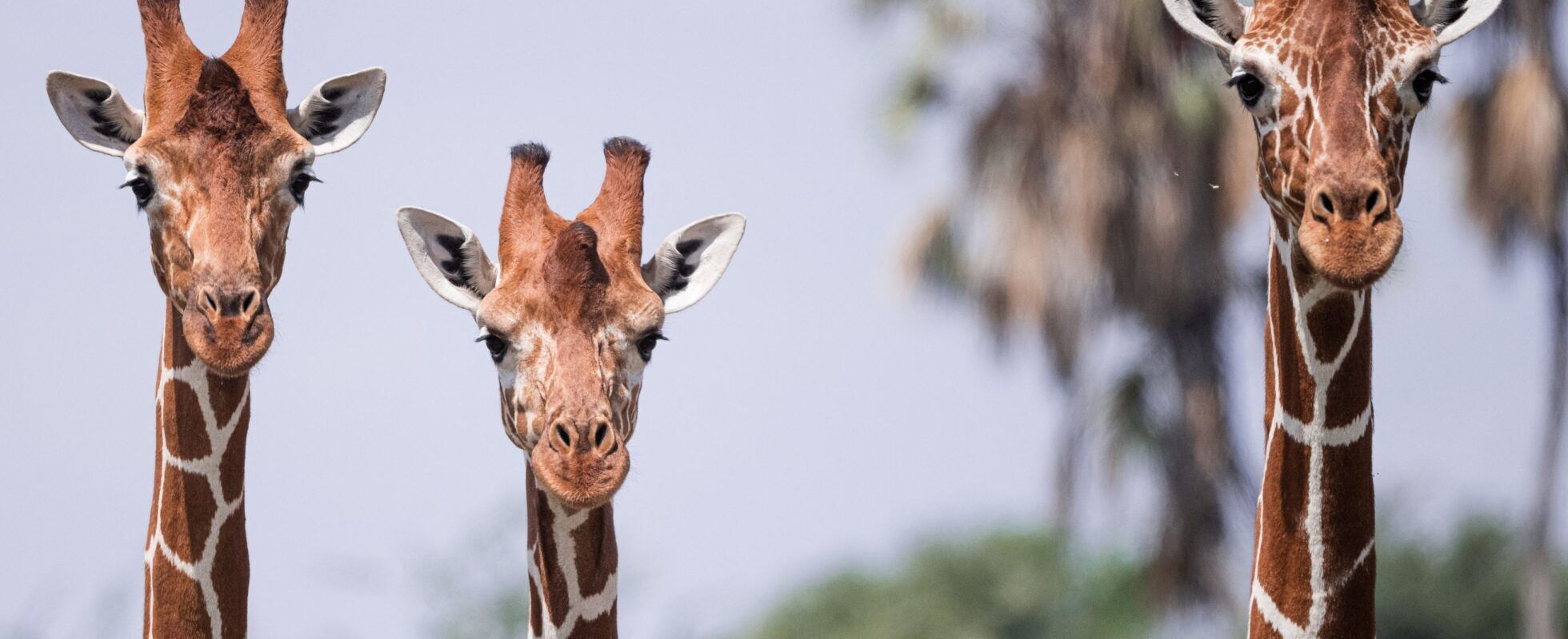 Drei Giraffen nebeneinander im Samburu Nationalreservat