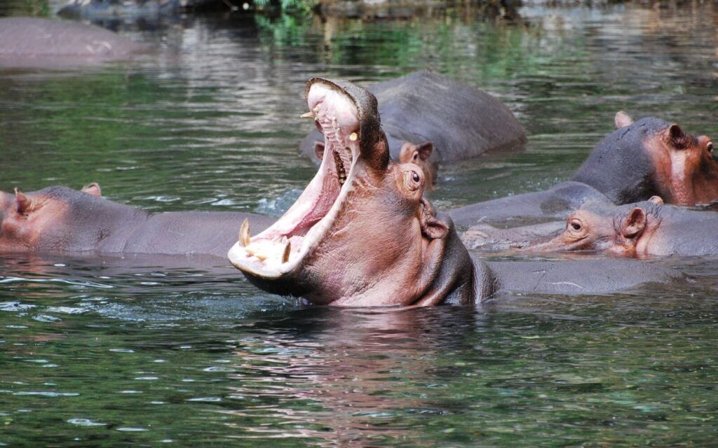 Flusspferd im Tsavo West Nationalpark