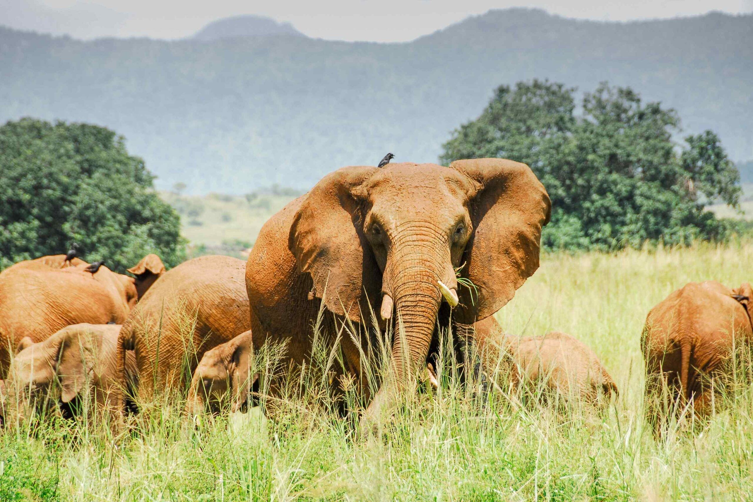 Warum Afrika Safari Urlaub?