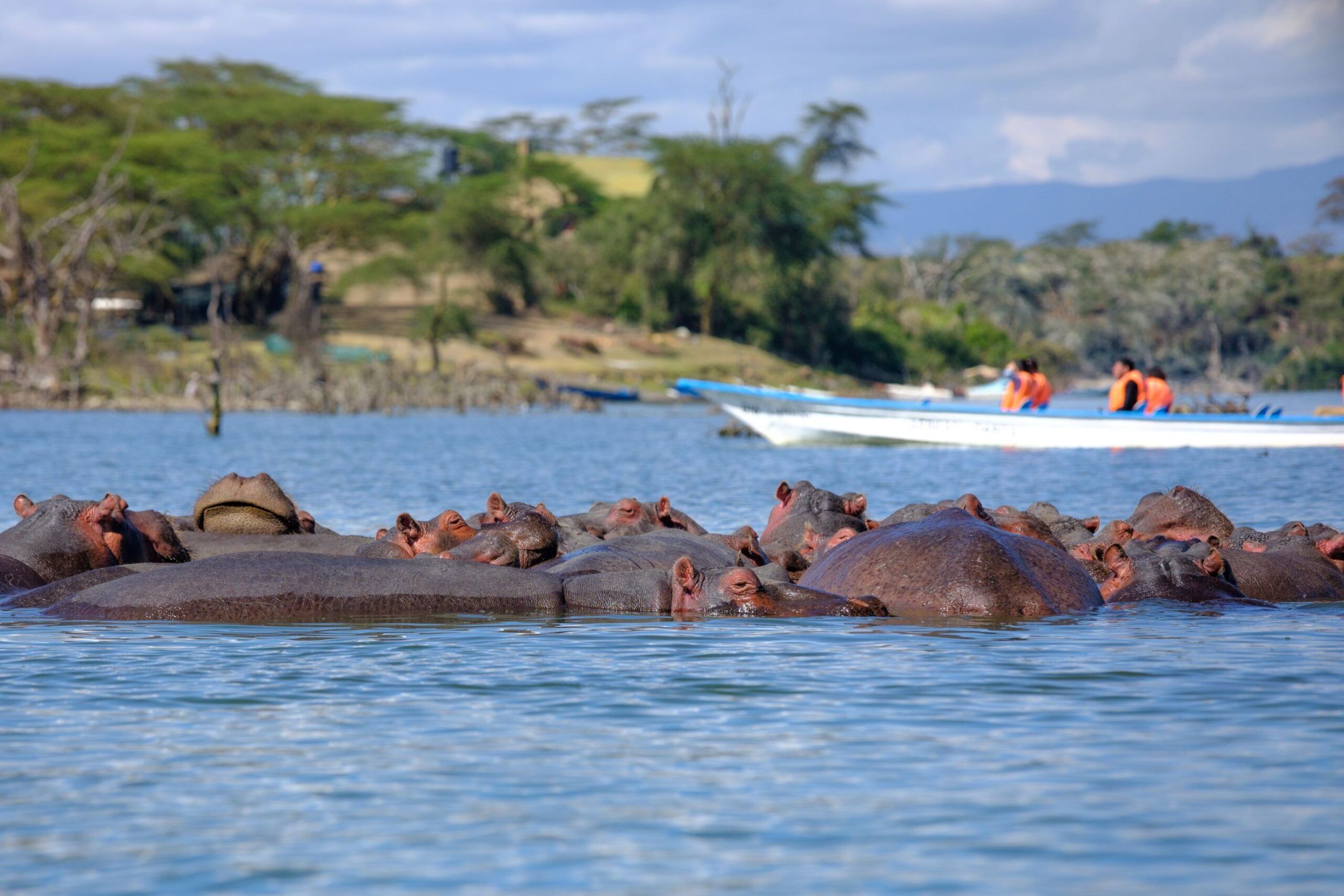 Bootsafari auf Lake Naivasha & Walking Safari auf Crescent Island