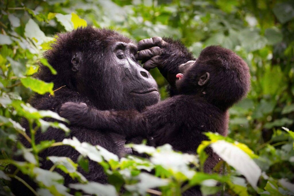 Berggorillas im Bwindi Impenetrable Nationalpark in Uganda