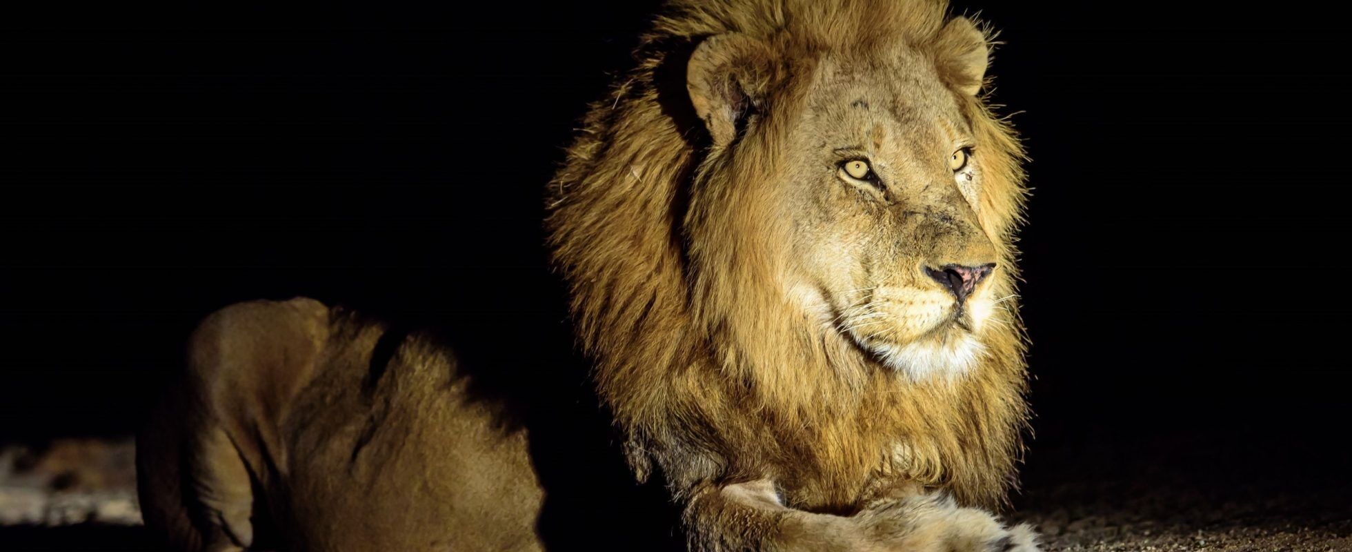 Löwe bei einer Nachtpirschfahrt, Lumo Conservancy