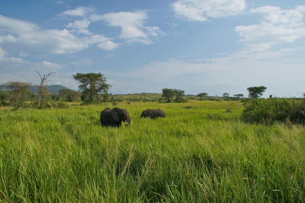 Elefanten streifen durch das hohe grüne Gras im Queen Elizabeth Nationalpark